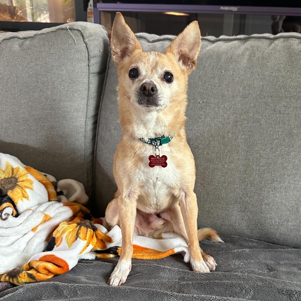 Montgomery 13692, Adoptable, Senior Male Terrier.