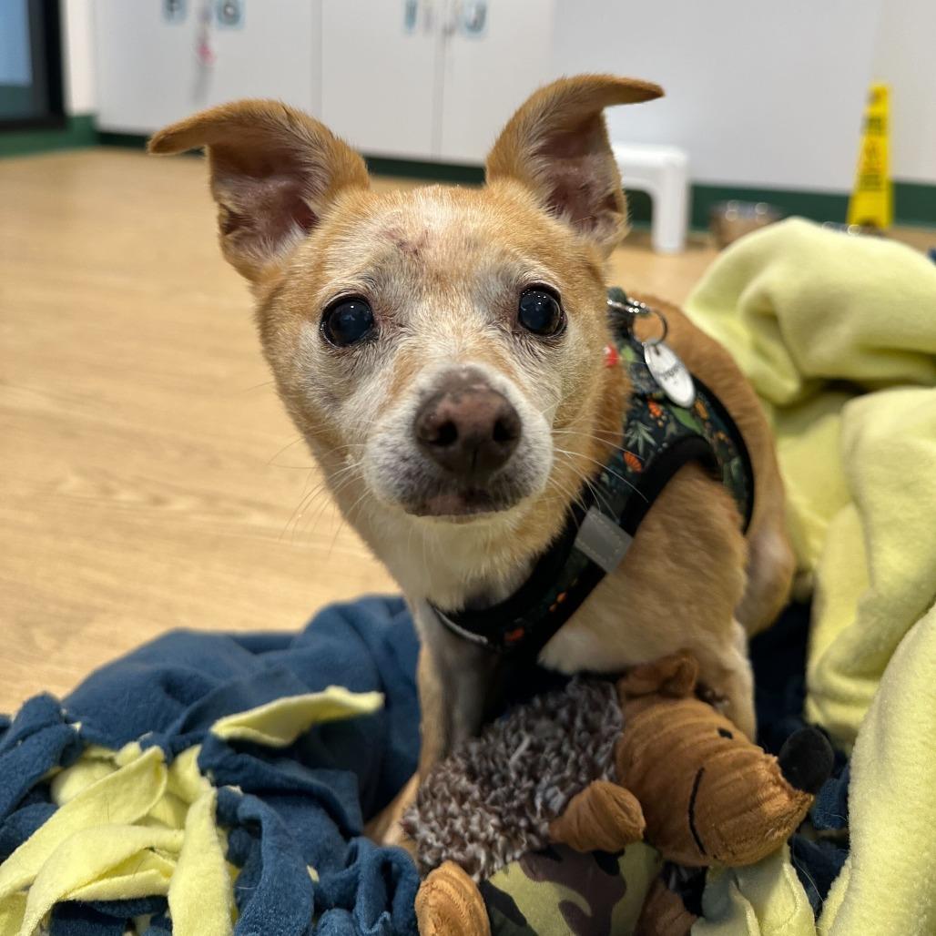 Enlarge Montgomery 13692, a Adoptable Terrier in San Francisco, CA image 1/6
