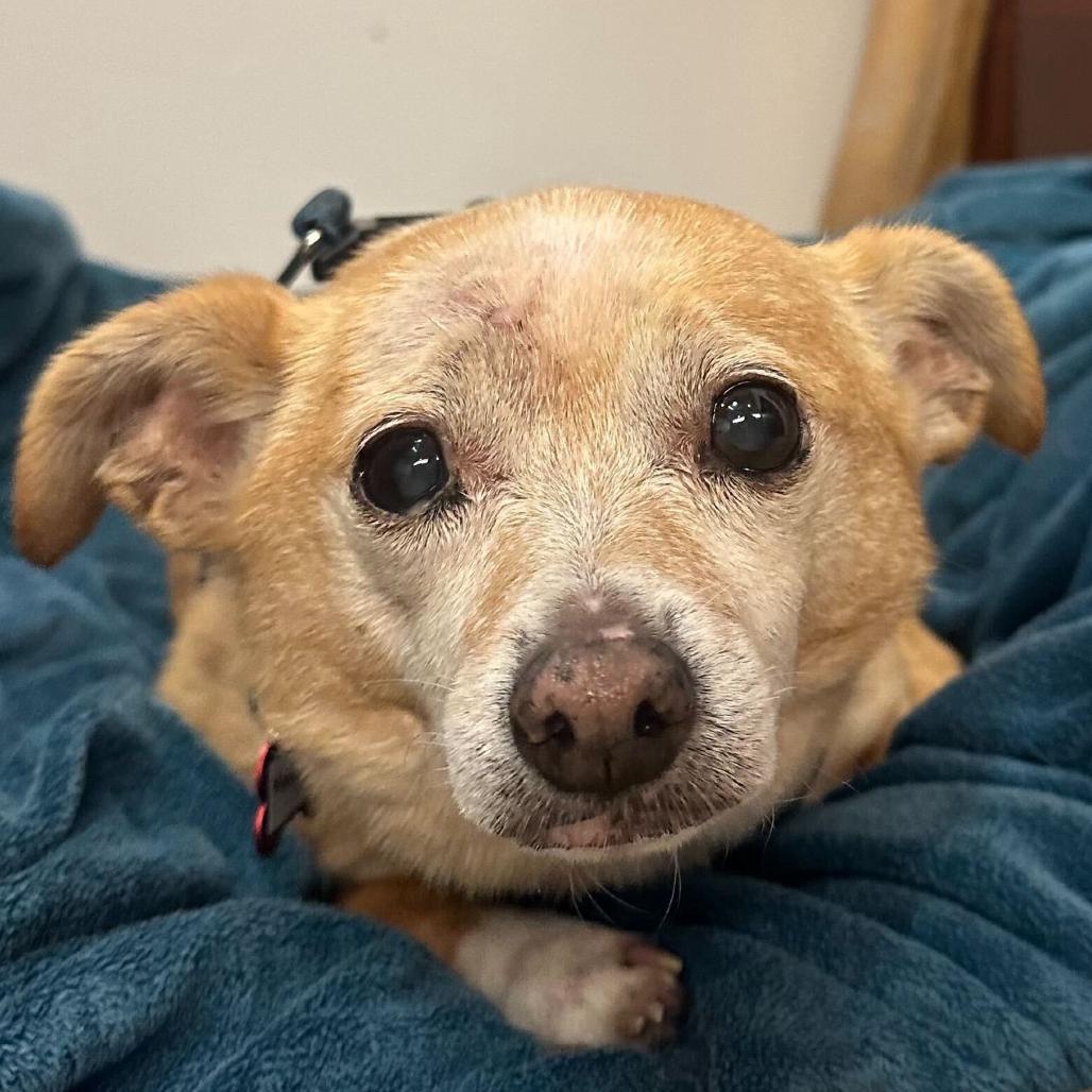 Montgomery 13692, Adoptable, Senior Male Terrier.