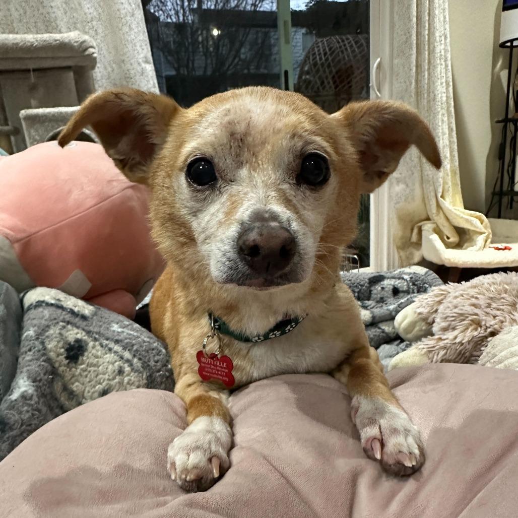 Enlarge Montgomery 13692, a Adoptable Terrier in San Francisco, CA image 3/6