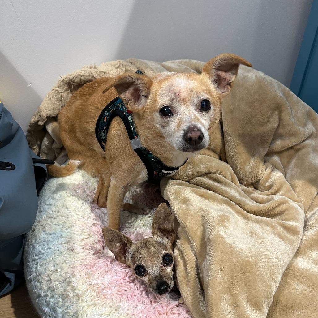Enlarge Montgomery 13692, a Adoptable Terrier in San Francisco, CA image 4/6