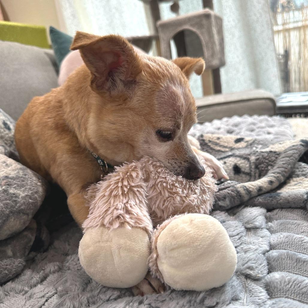 Enlarge Montgomery 13692, a Adoptable Terrier in San Francisco, CA image 6/6