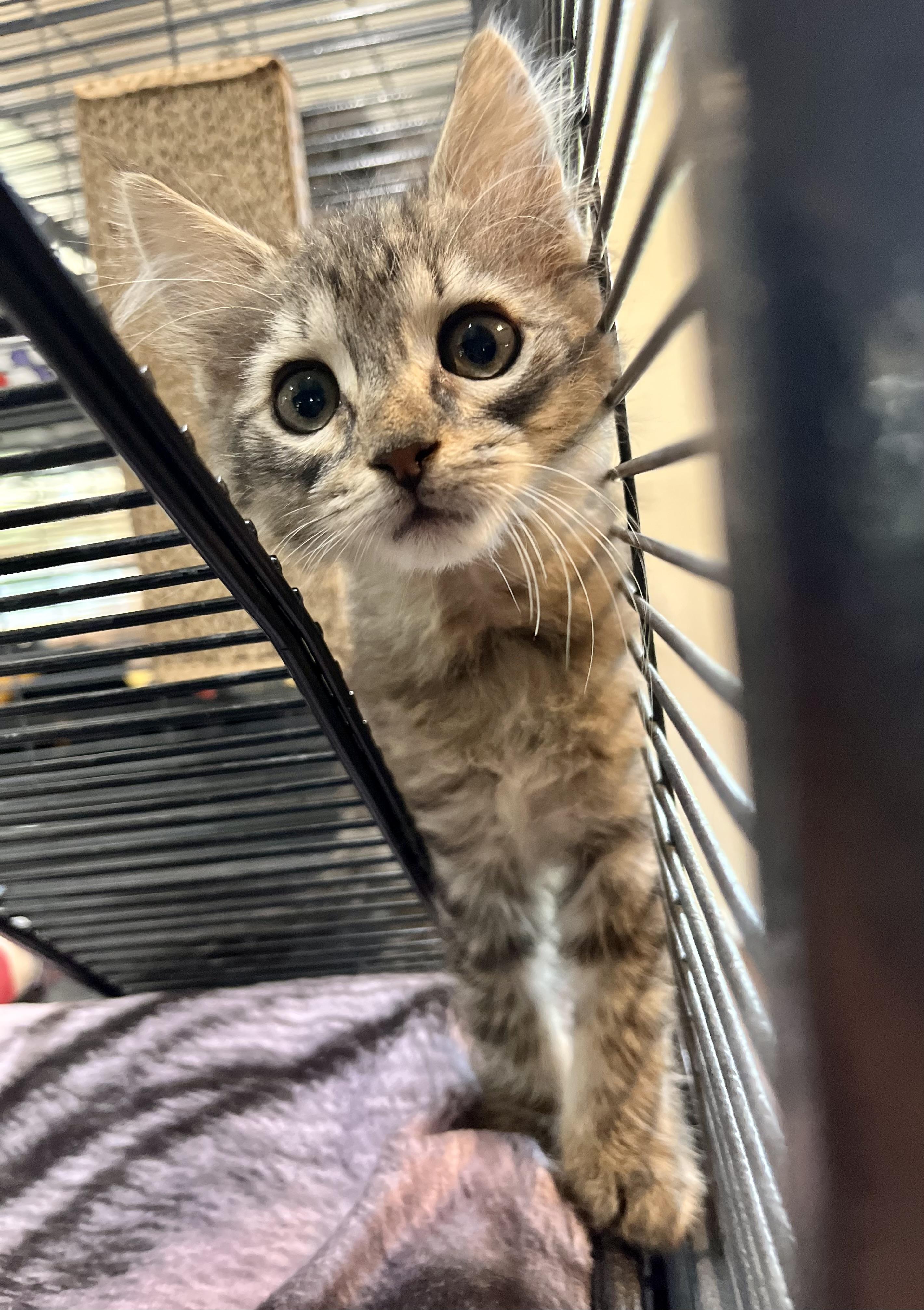 Rosetta, Baby Female Domestic Medium Hair