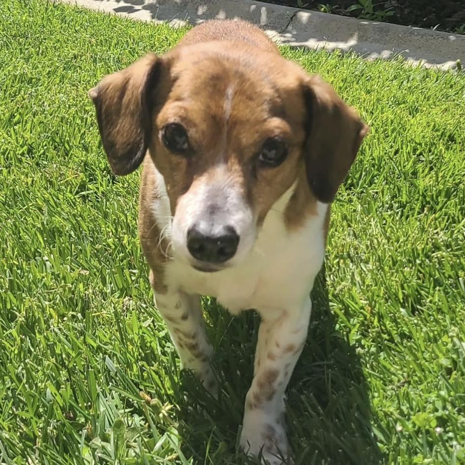 Melvin, a Adoptable mixed breed in Yucaipa, CA image 1/2