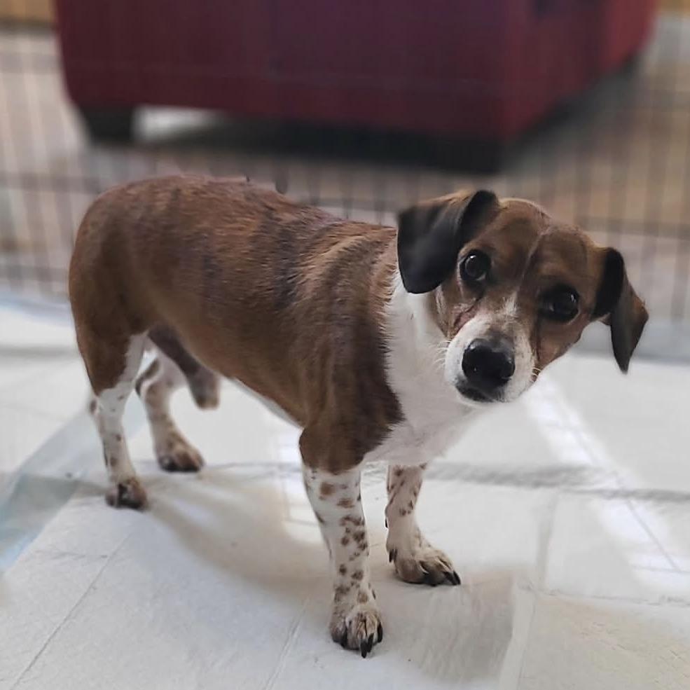 Melvin, a Adoptable mixed breed in Yucaipa, CA image 2/2