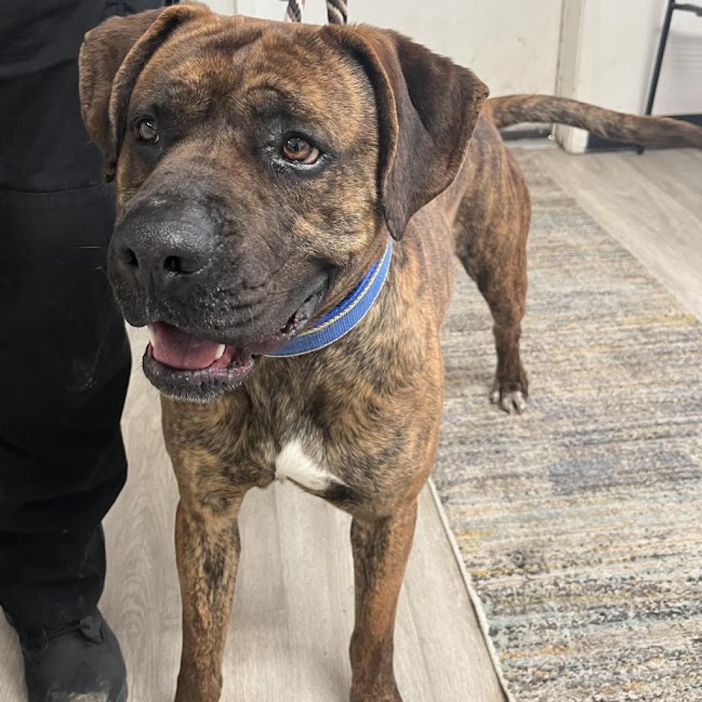 Monty, Adoptable, Adult Male Mixed Breed.