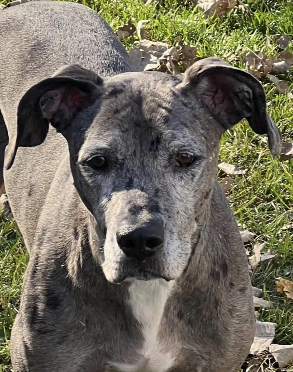 Macy Bonded With Sully