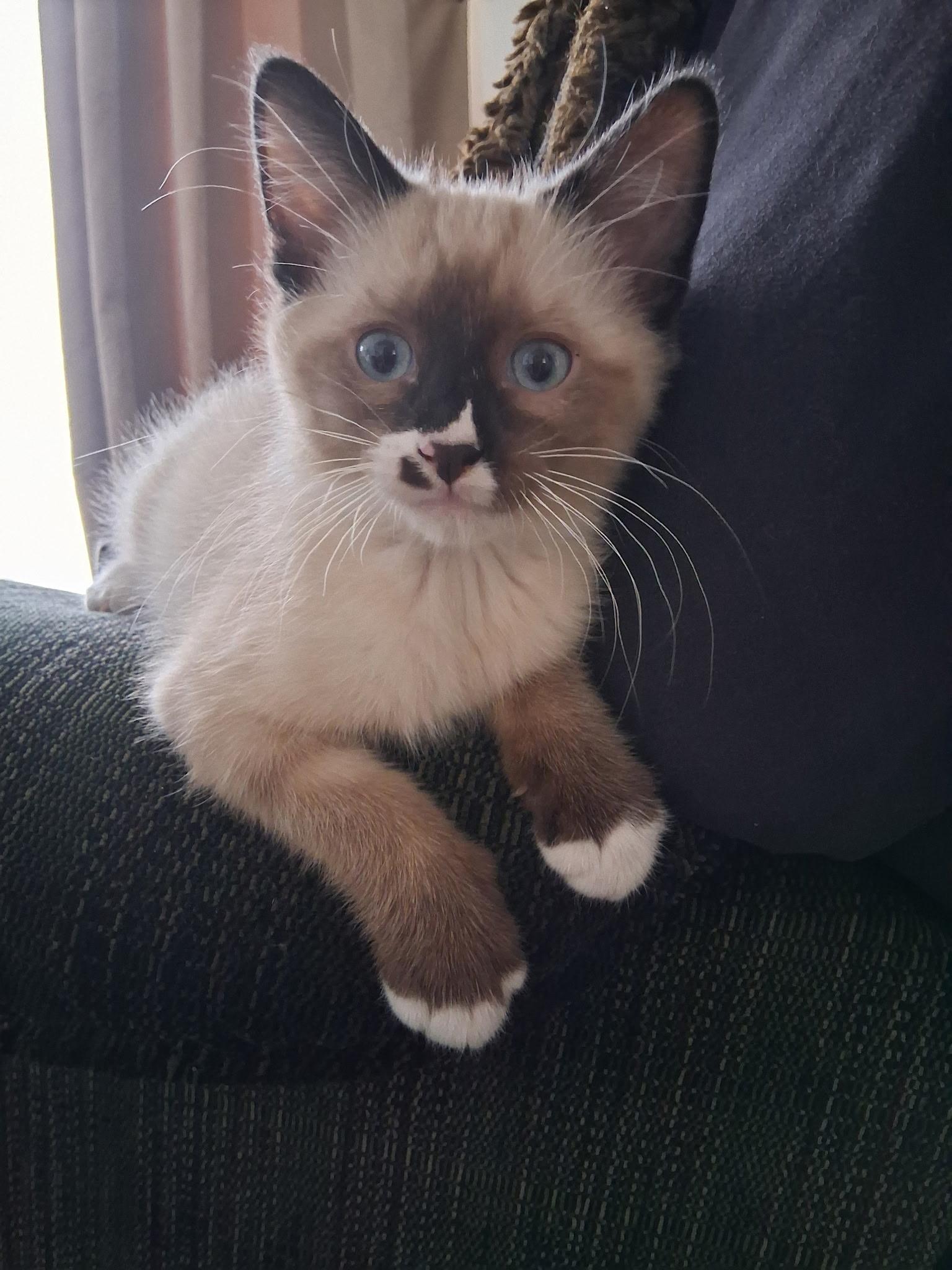 Mr Peeps, ADOPTABLE, Young Male Siamese.