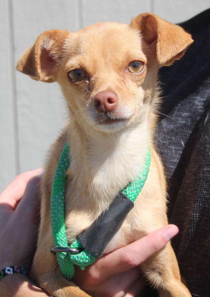 Enlarge Biscuit, a Adoptable mixed breed in Vacaville, CA image 1/1