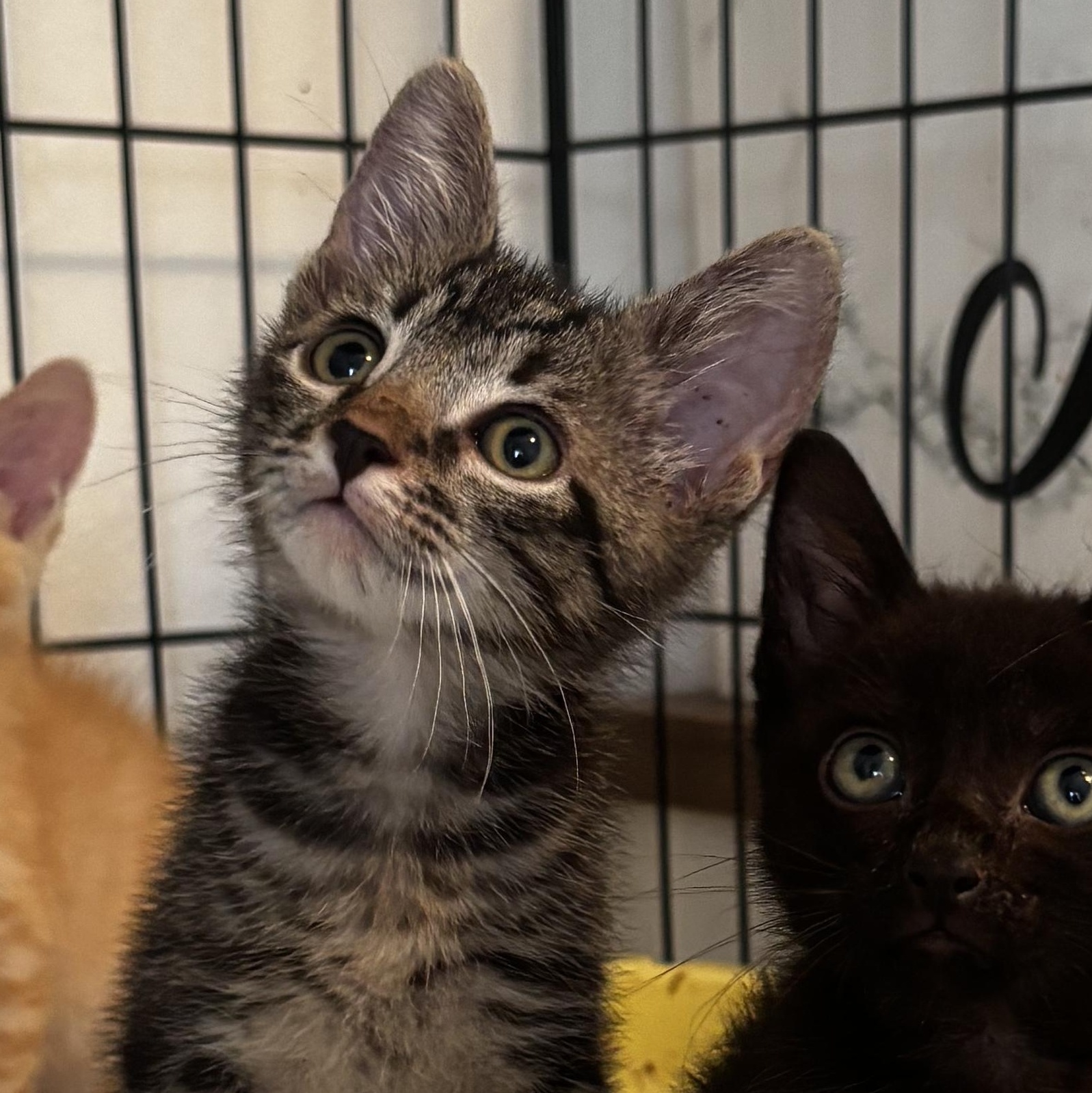 Enlarge Ollie, a Adoptable Domestic Short Hair in Honolulu, HI image 2/4