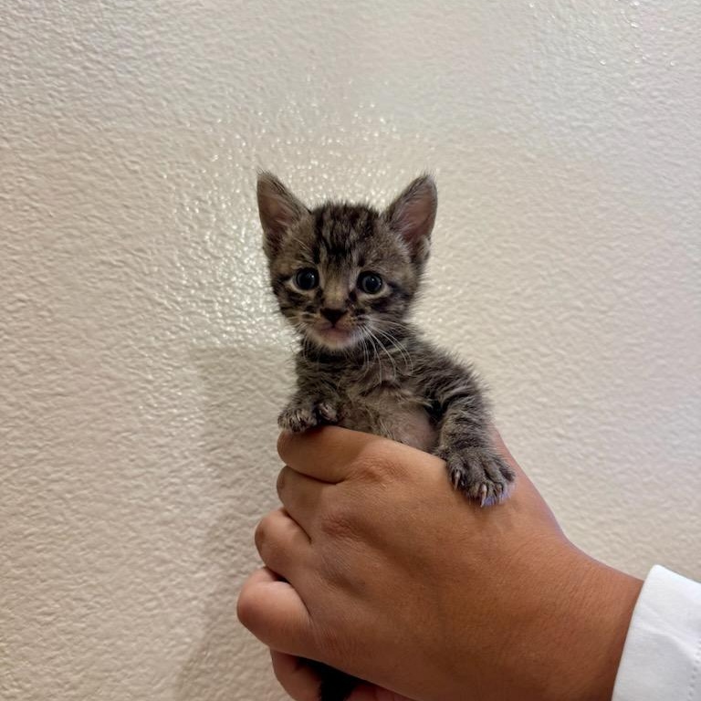 Enlarge Ollie, a Adoptable Domestic Short Hair in Honolulu, HI image 1/4