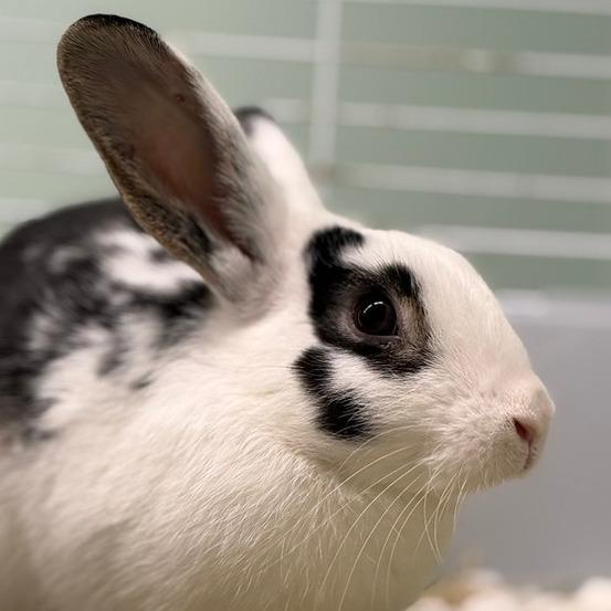 Enlarge Basil, a Adoptable American in Pittsford, VT image 1/3
