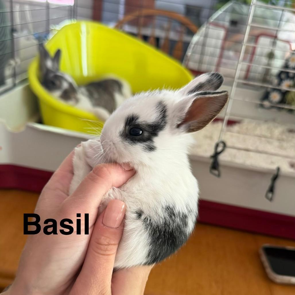 Enlarge Basil, a Adoptable American in Pittsford, VT image 2/3