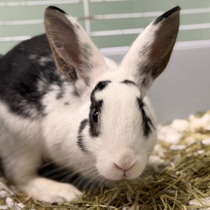 Enlarge Basil, a Adoptable American in Pittsford, VT image 3/3