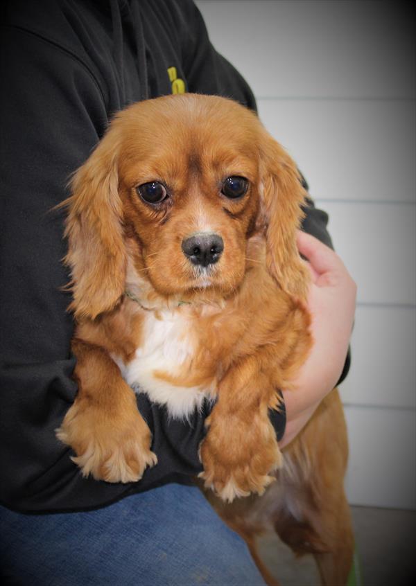Veronica, ADOPTABLE, Adult Female Cavalier King Charles Spaniel.