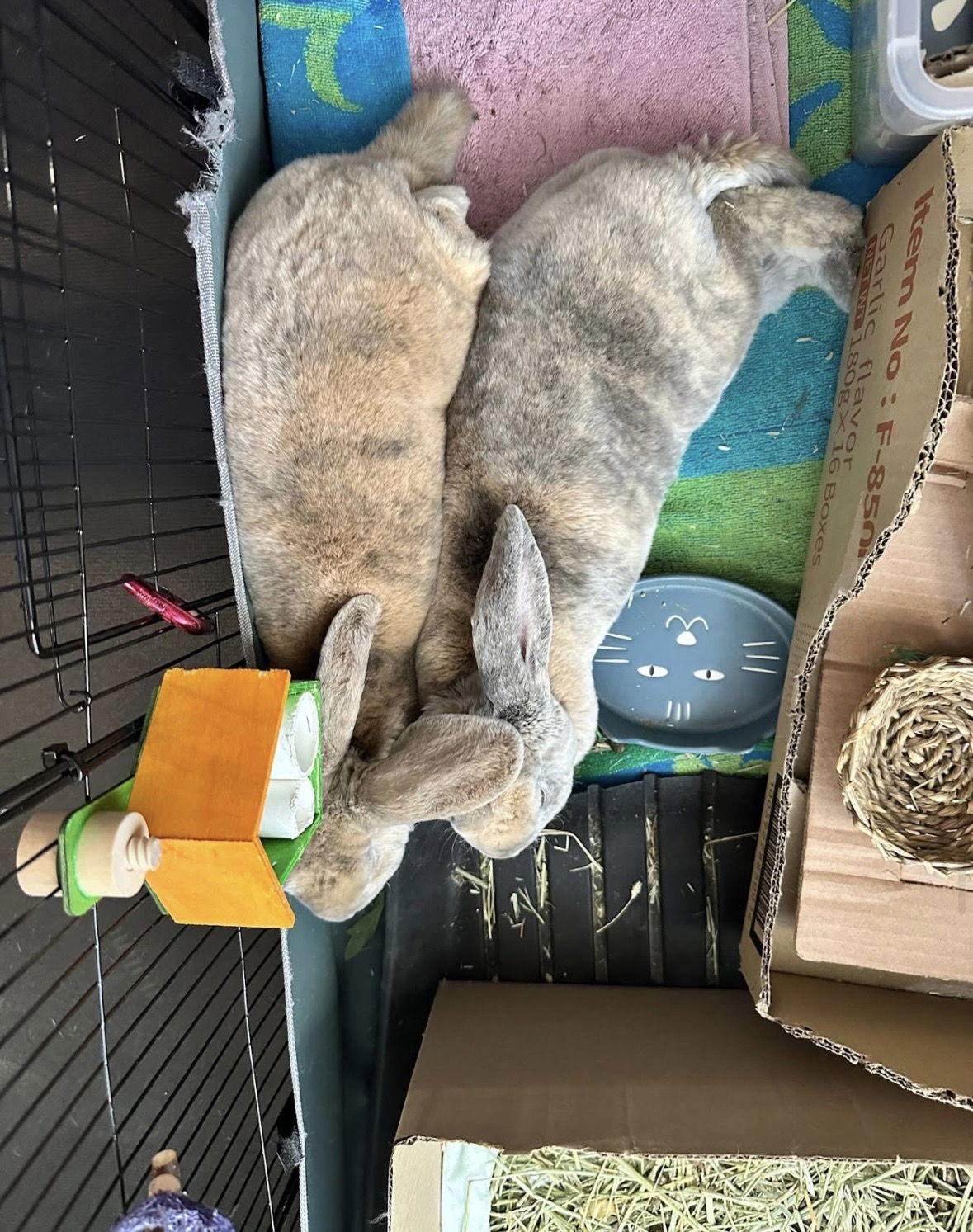 Jedi, Adoptable, Adult Male Rex.