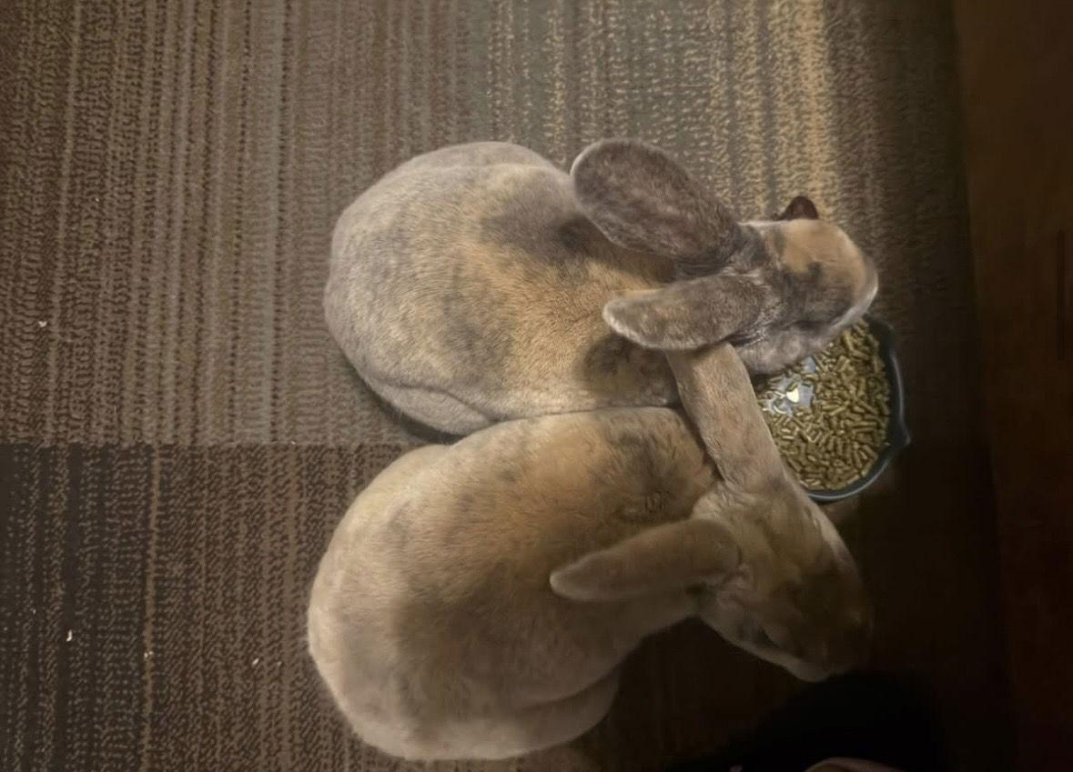 Enlarge Jedi, a Adoptable Rex in Queen Creek, AZ image 2/2