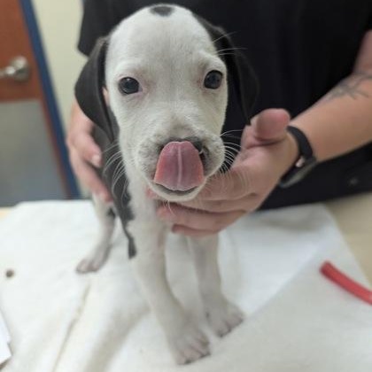 Bagel, Baby Male Mixed Breed