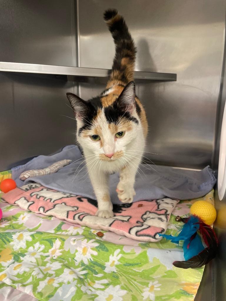 Little bo-peep, Adoptable, Young Female Domestic Short Hair.