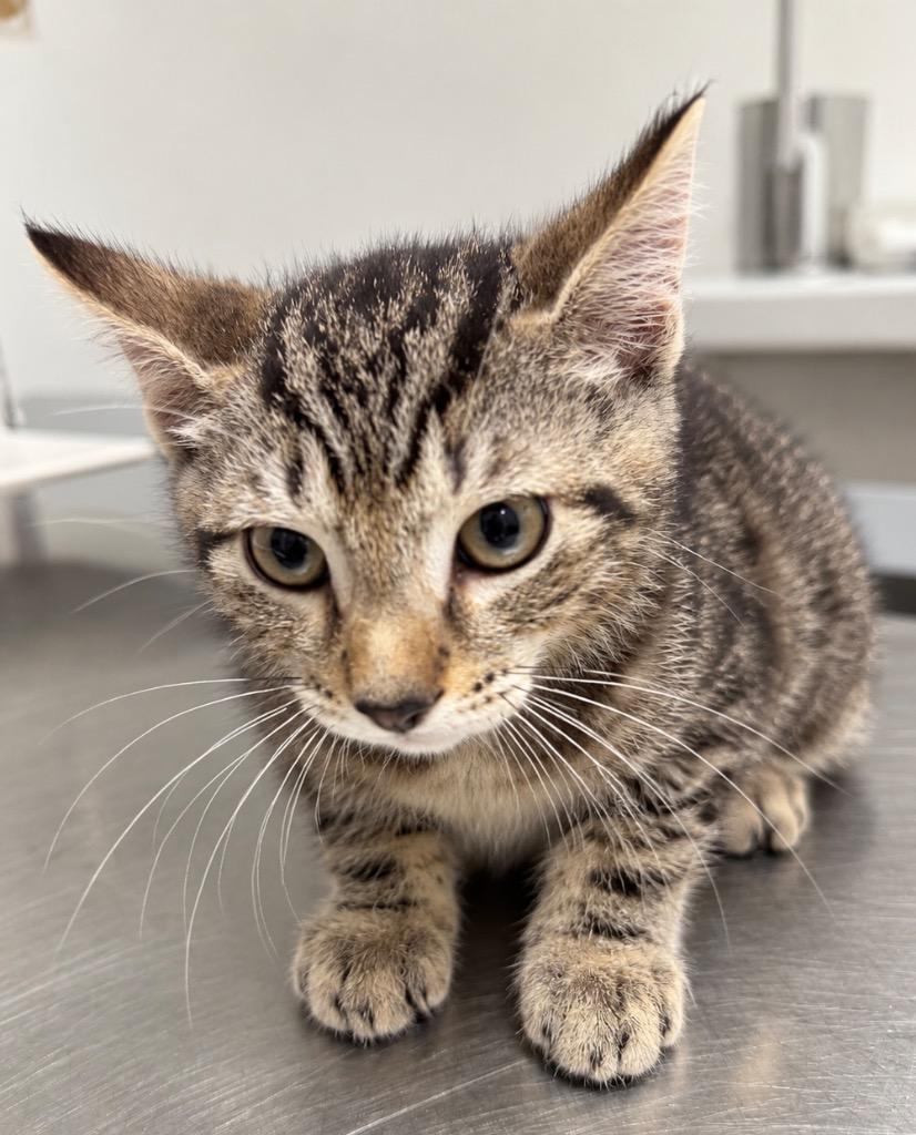 Blitz, Adoptable, Kitten Male Domestic Short Hair.