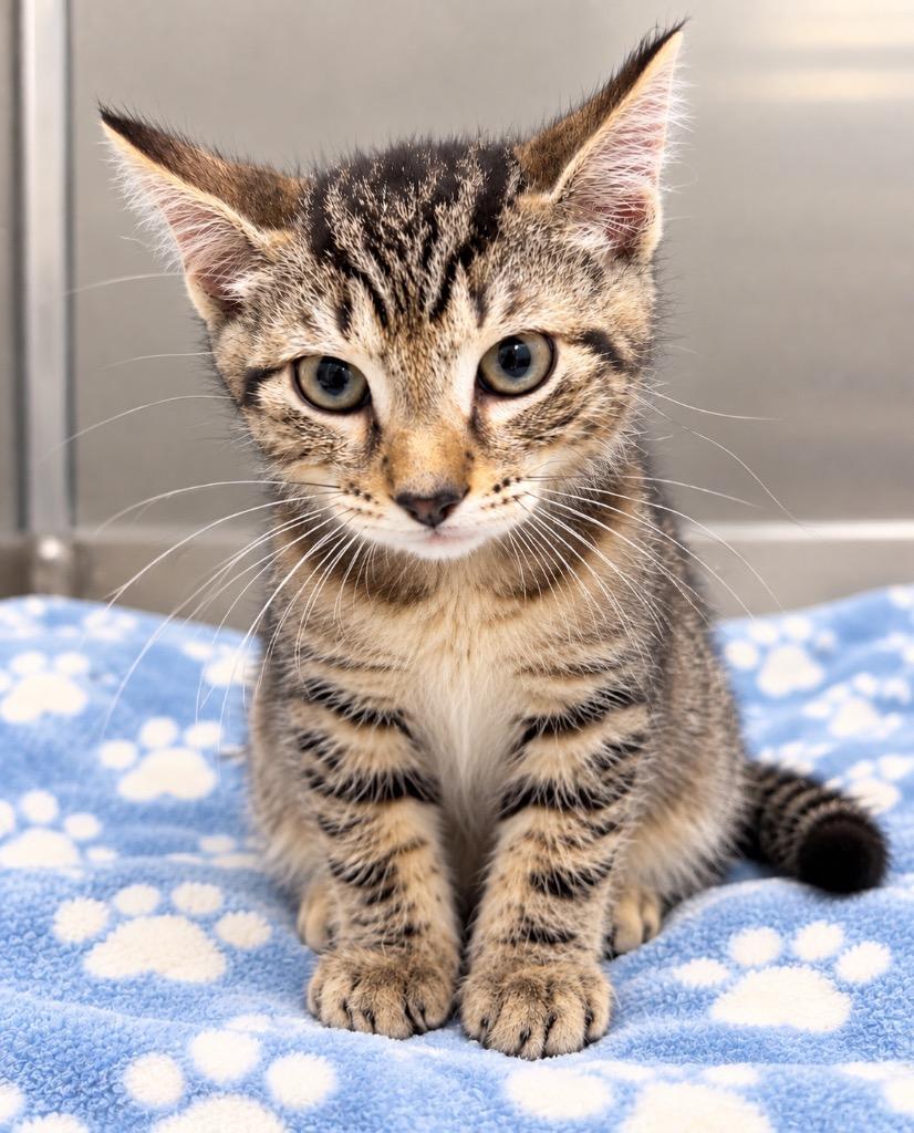 Enlarge Blitz, a Adoptable mixed breed in Ewing, NJ image 2/2
