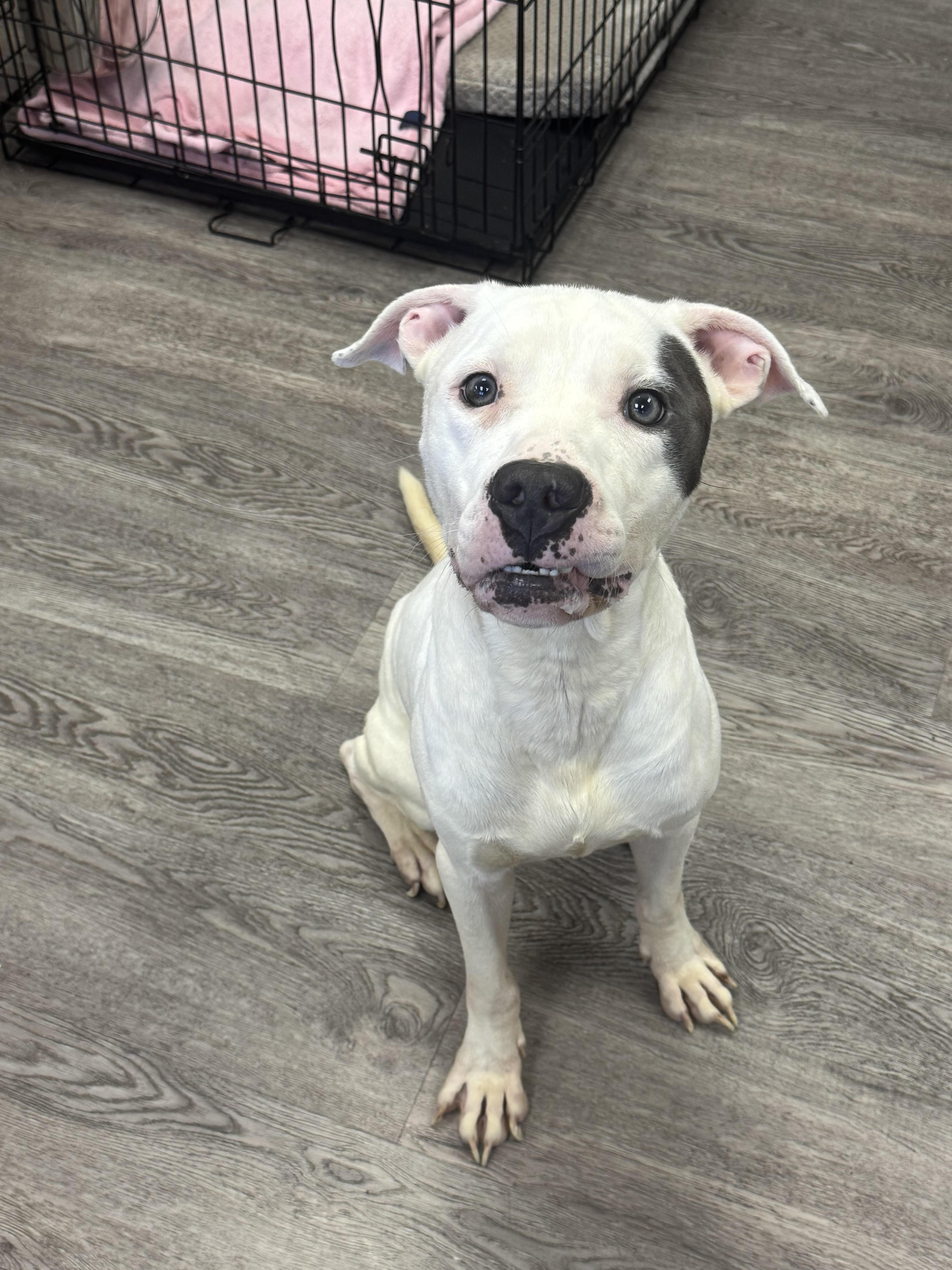 Enlarge Leroy, a Adoptable mixed breed in Newburgh, NY image 2/2