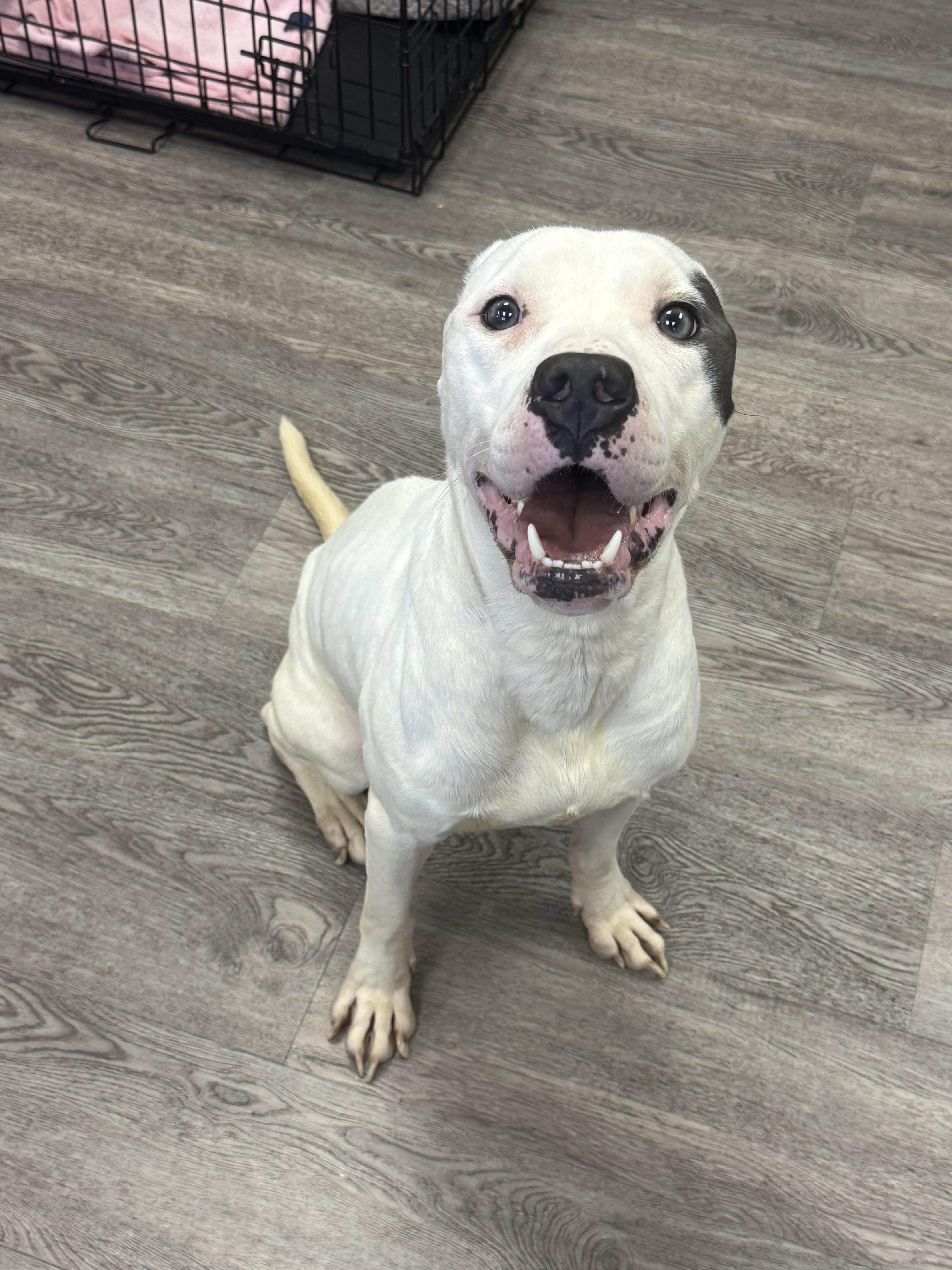 Leroy, Adoptable, Young Male American Bully.