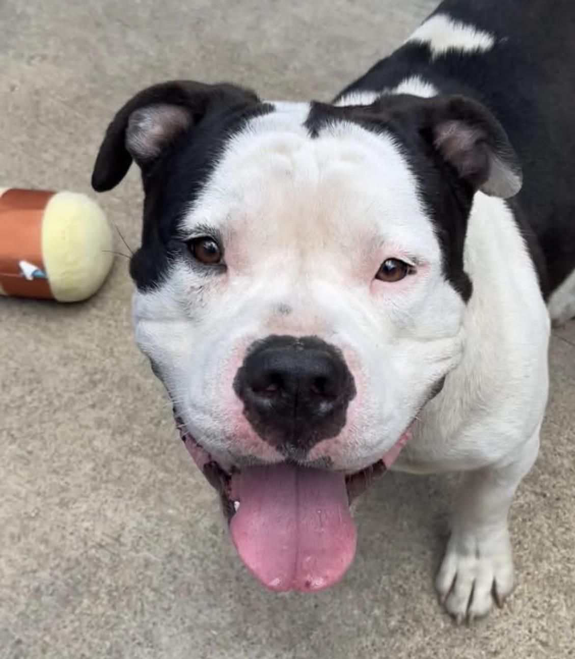 Pop Tart, an adopted Pit Bull Terrier in Chicago, IL image 2/5