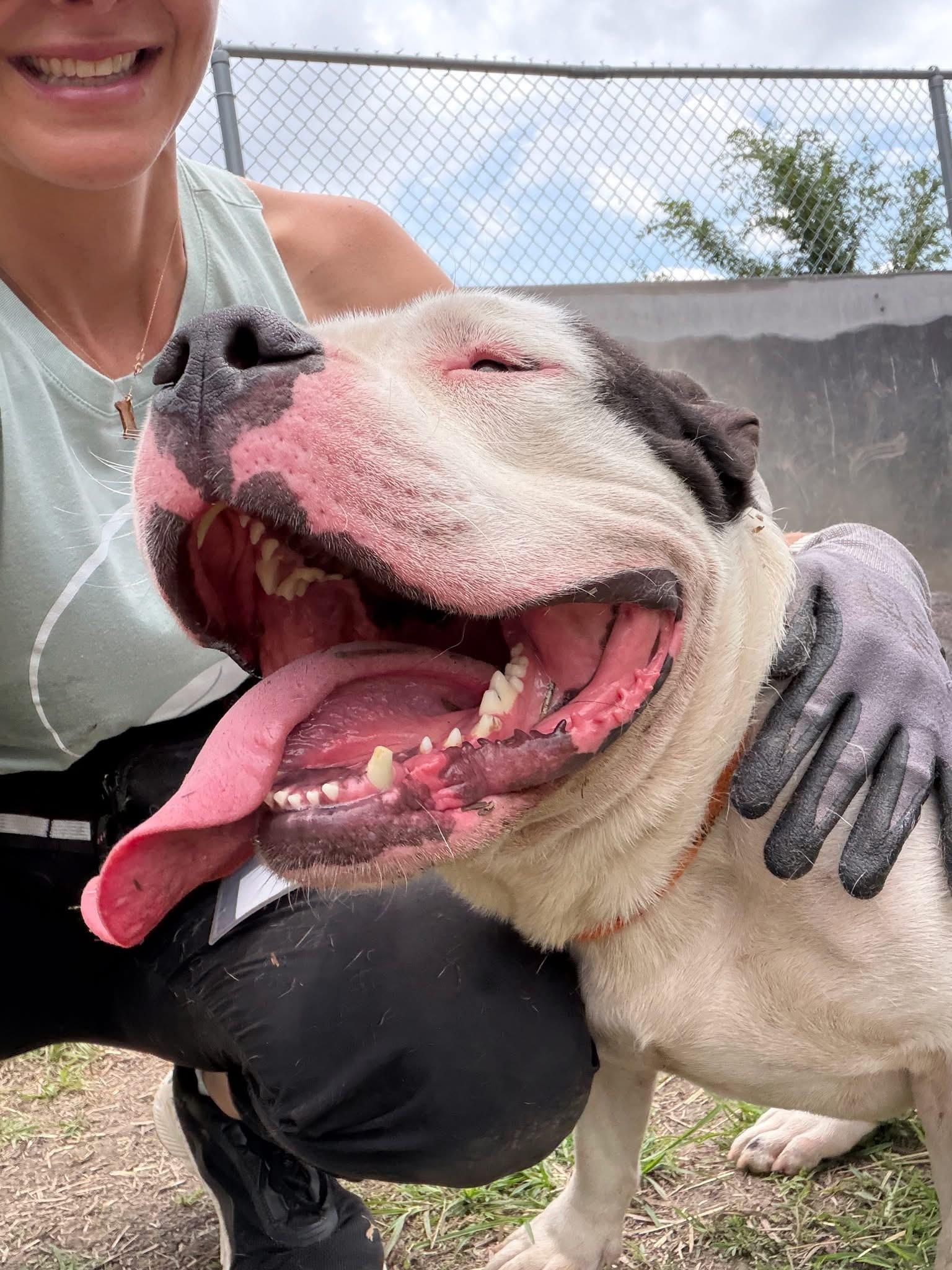 Pop Tart, an adopted Pit Bull Terrier in Chicago, IL image 3/5