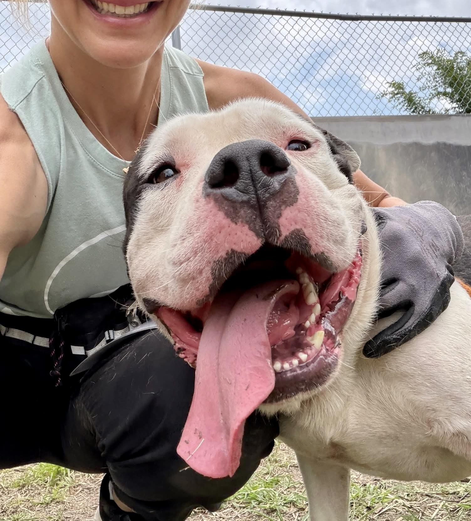Pop Tart, adopted, Adult Male Pit Bull Terrier.