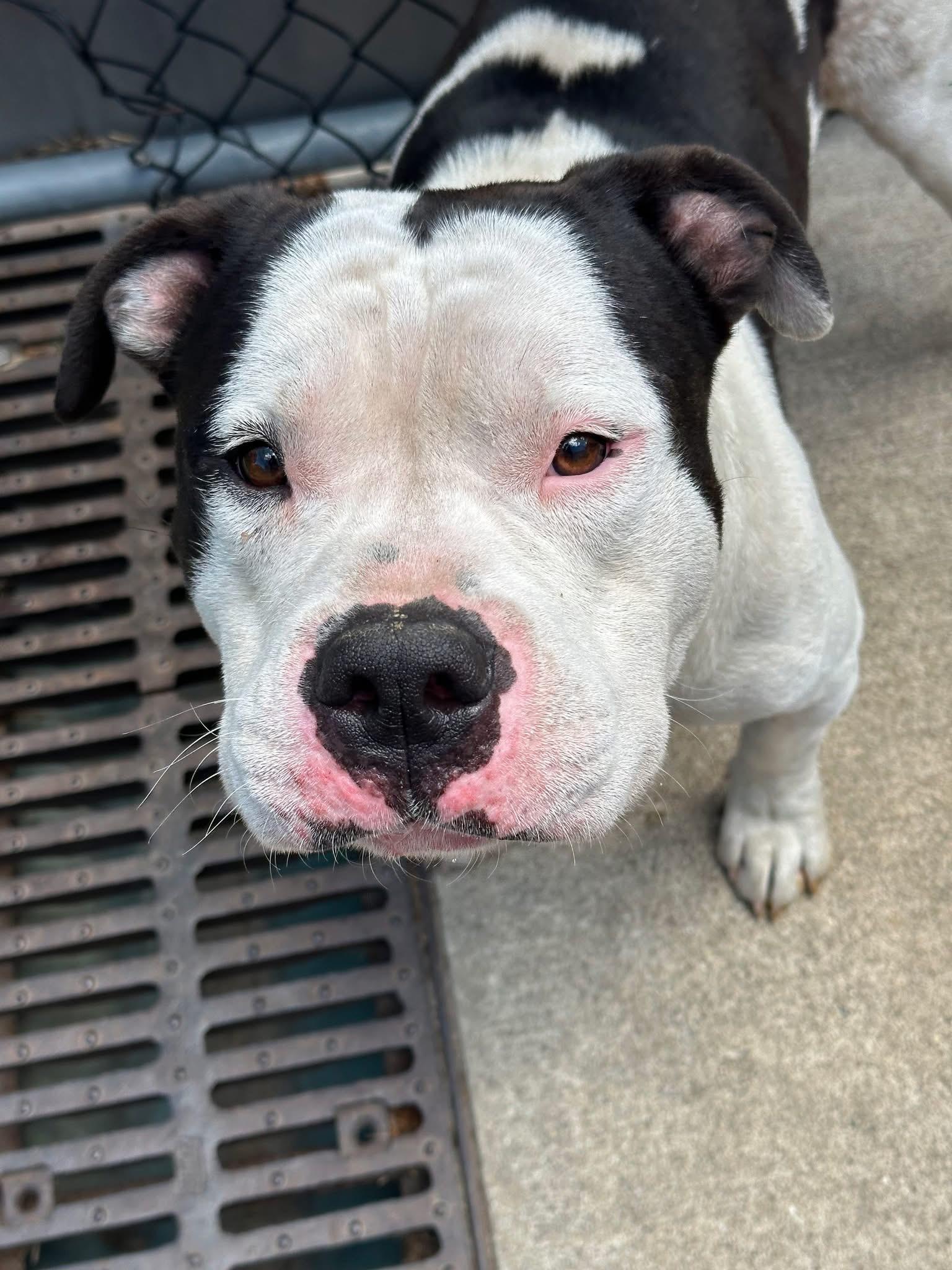 Pop Tart, an adopted Pit Bull Terrier in Chicago, IL image 4/5