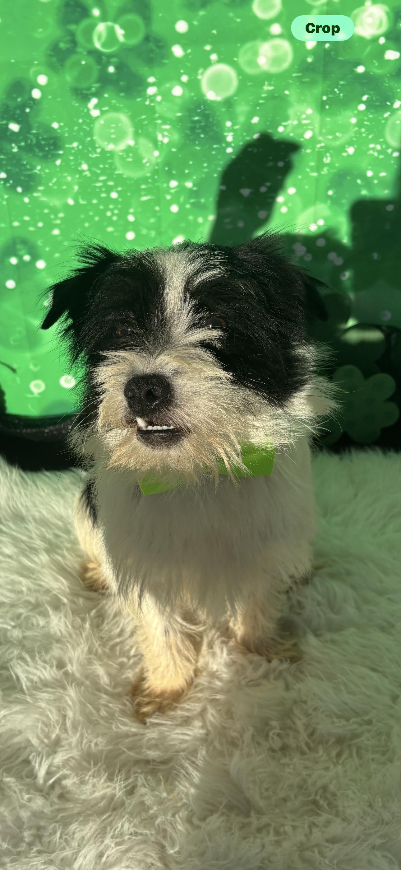 Enlarge Odin , a ADOPTABLE mixed breed in Cottonwood, CA image 3/5