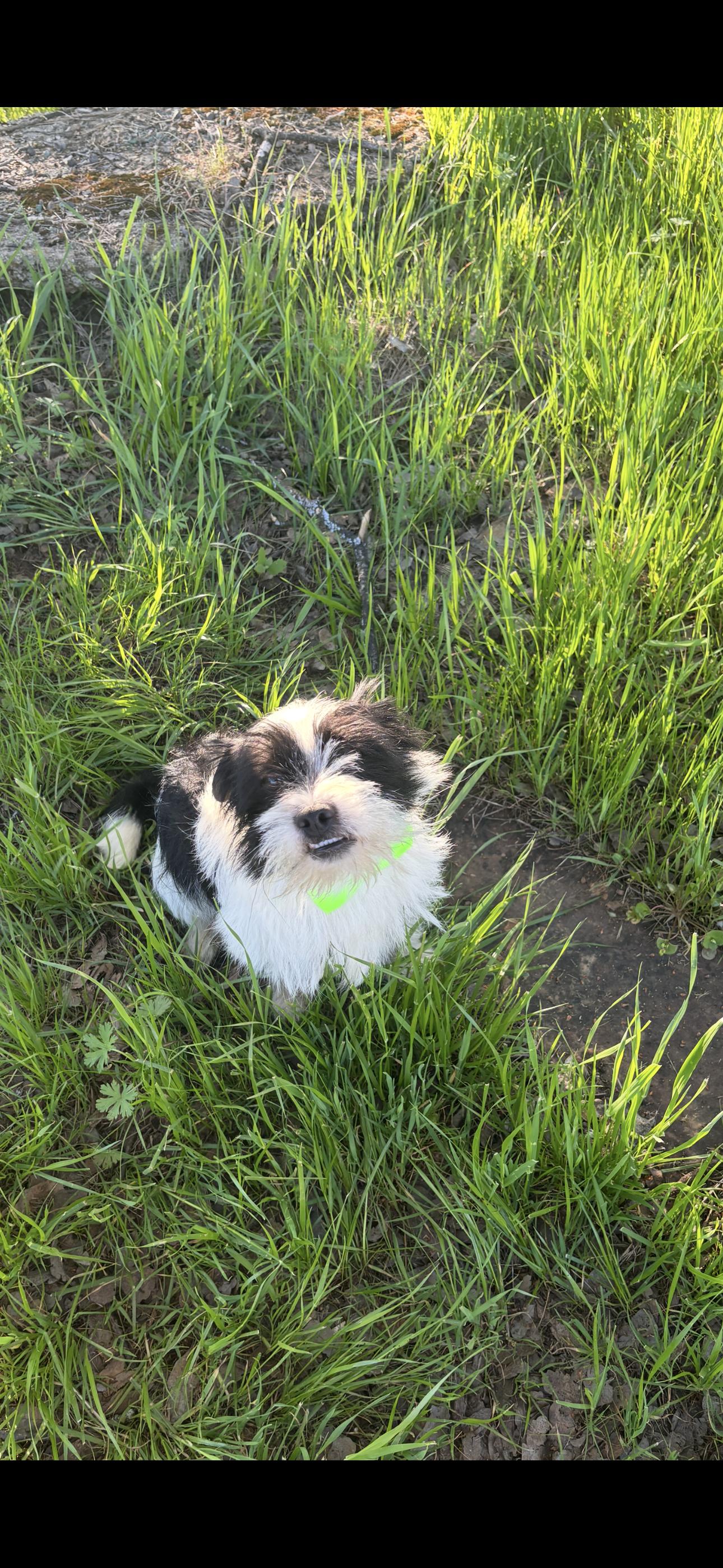 Enlarge Odin , a ADOPTABLE mixed breed in Cottonwood, CA image 4/5
