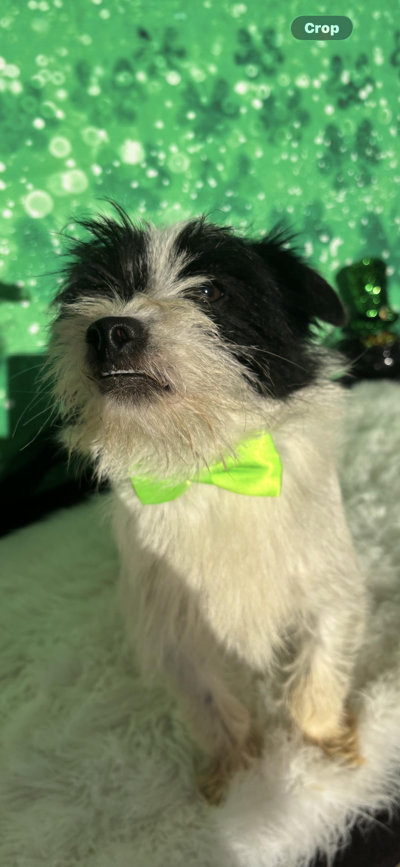 Enlarge Odin , a ADOPTABLE mixed breed in Cottonwood, CA image 5/5