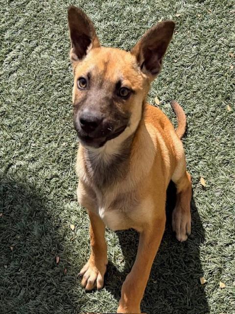 Enlarge OPTIMUS, a Adoptable mixed breed in Salinas, CA image 1/1