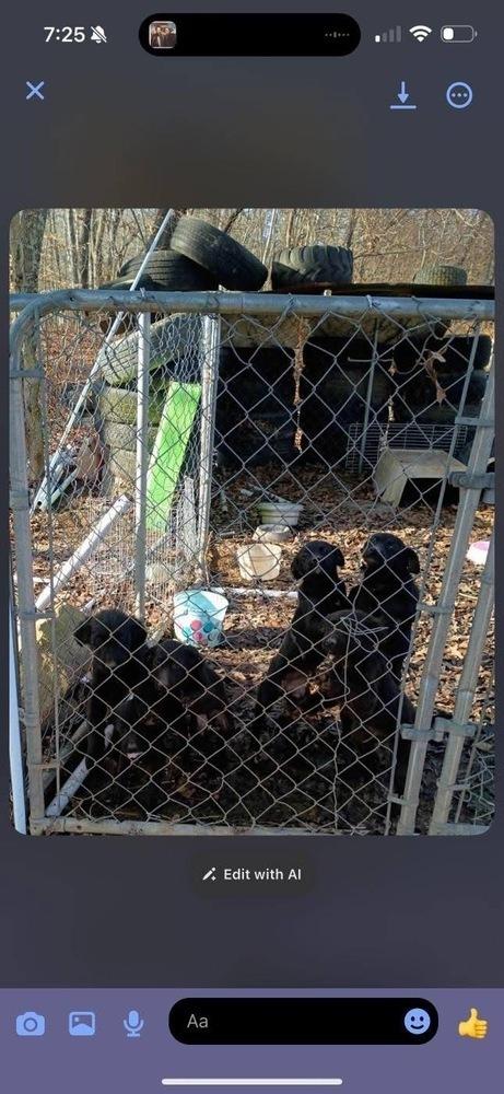 Garbage Pail Kids : copy #5, a Adopted mixed breed in Aurora, IN image 1/2