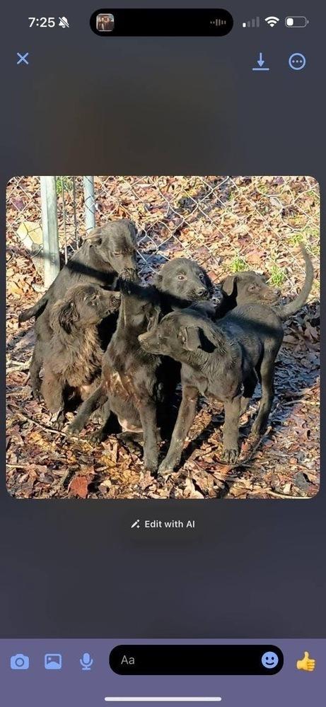 Garbage Pail Kids : copy #5, a Adopted mixed breed in Aurora, IN image 2/2