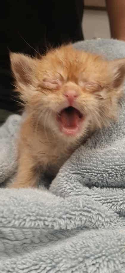 Enlarge Baby Bean, a Adoptable Domestic Short Hair in Gastonia, NC image 1/1