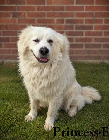 Princess, Adoptable, Adult Female Great Pyrenees & Mixed Breed.