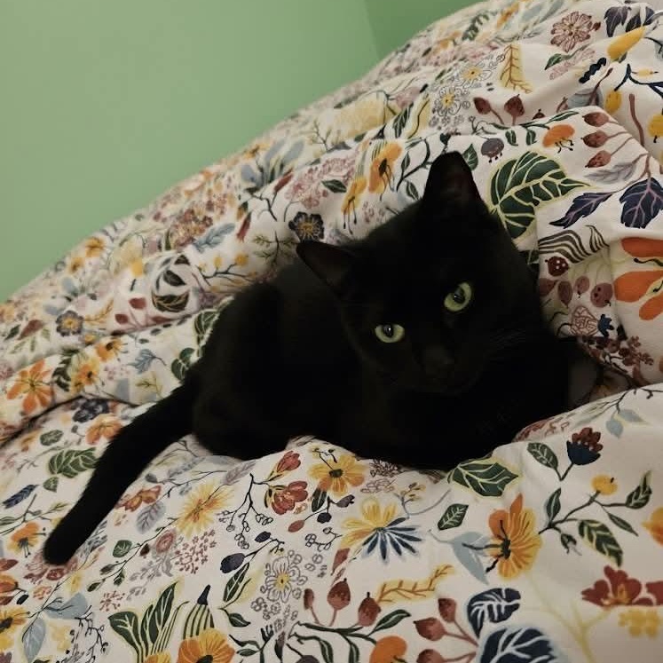 Enlarge Leela, a Adoptable Domestic Short Hair in West Palm Beach, FL image 2/6