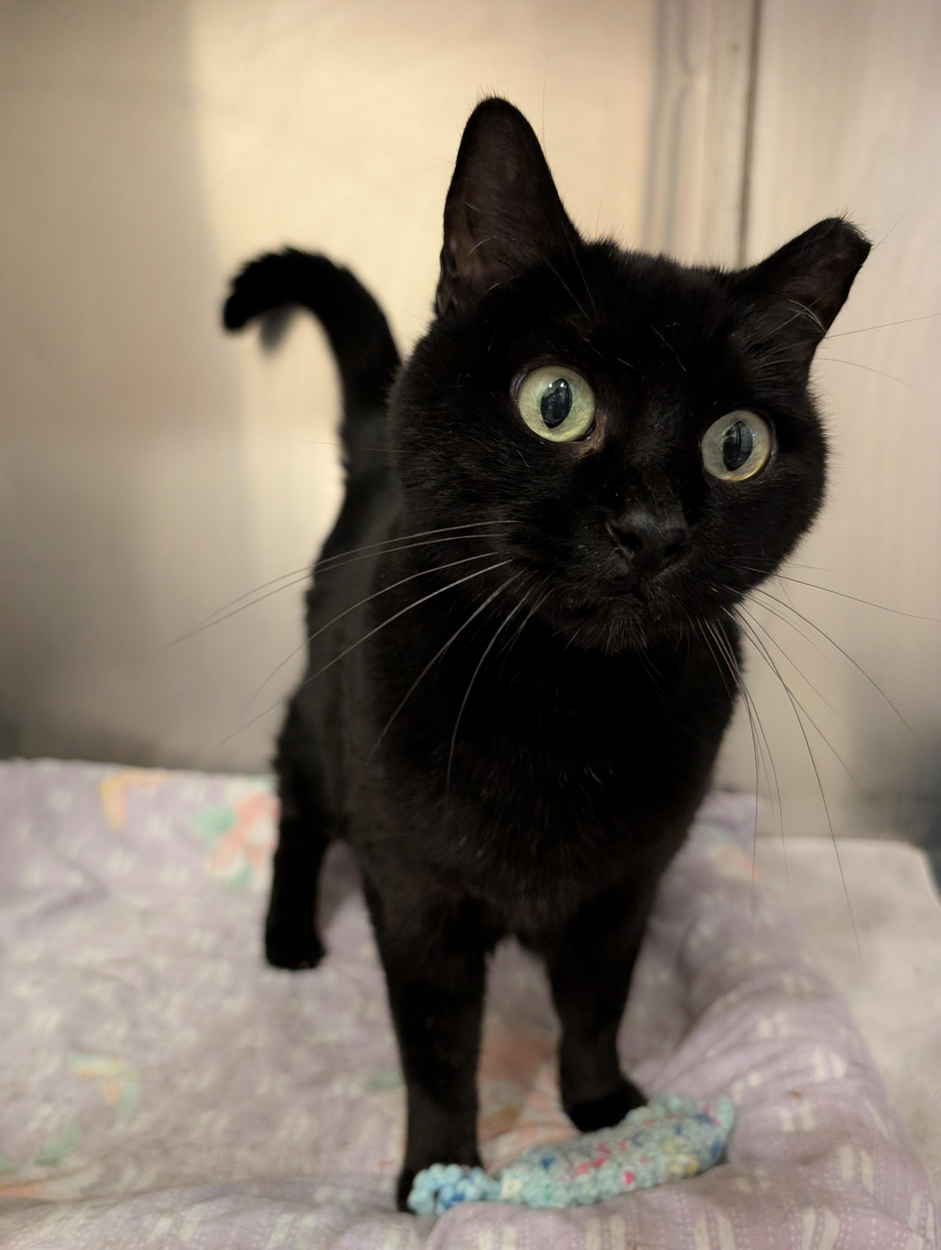 Enlarge Leela, a Adoptable Domestic Short Hair in West Palm Beach, FL image 4/6