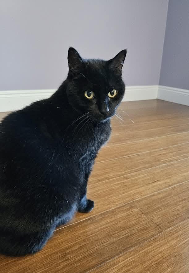 Enlarge Leela, a Adoptable Domestic Short Hair in West Palm Beach, FL image 5/6