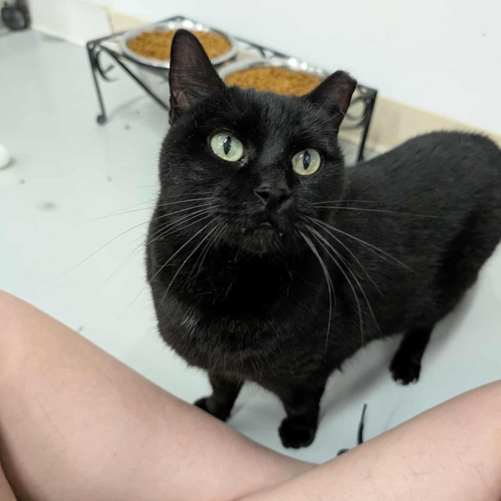 Leela, Adoptable, Senior Female Domestic Short Hair.