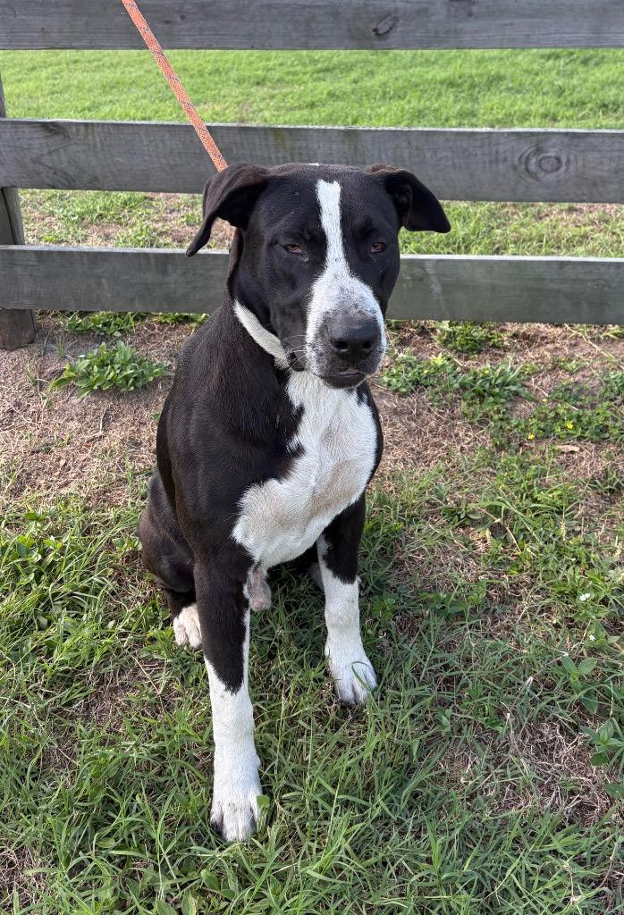 Hando, Adopted, Young Male Terrier.