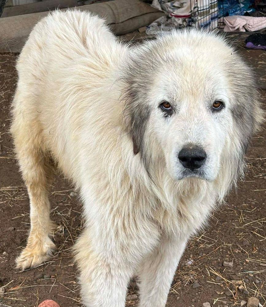 Enlarge Arthur, a Adoptable Great Pyrenees in Larkspur, CO image 1/2