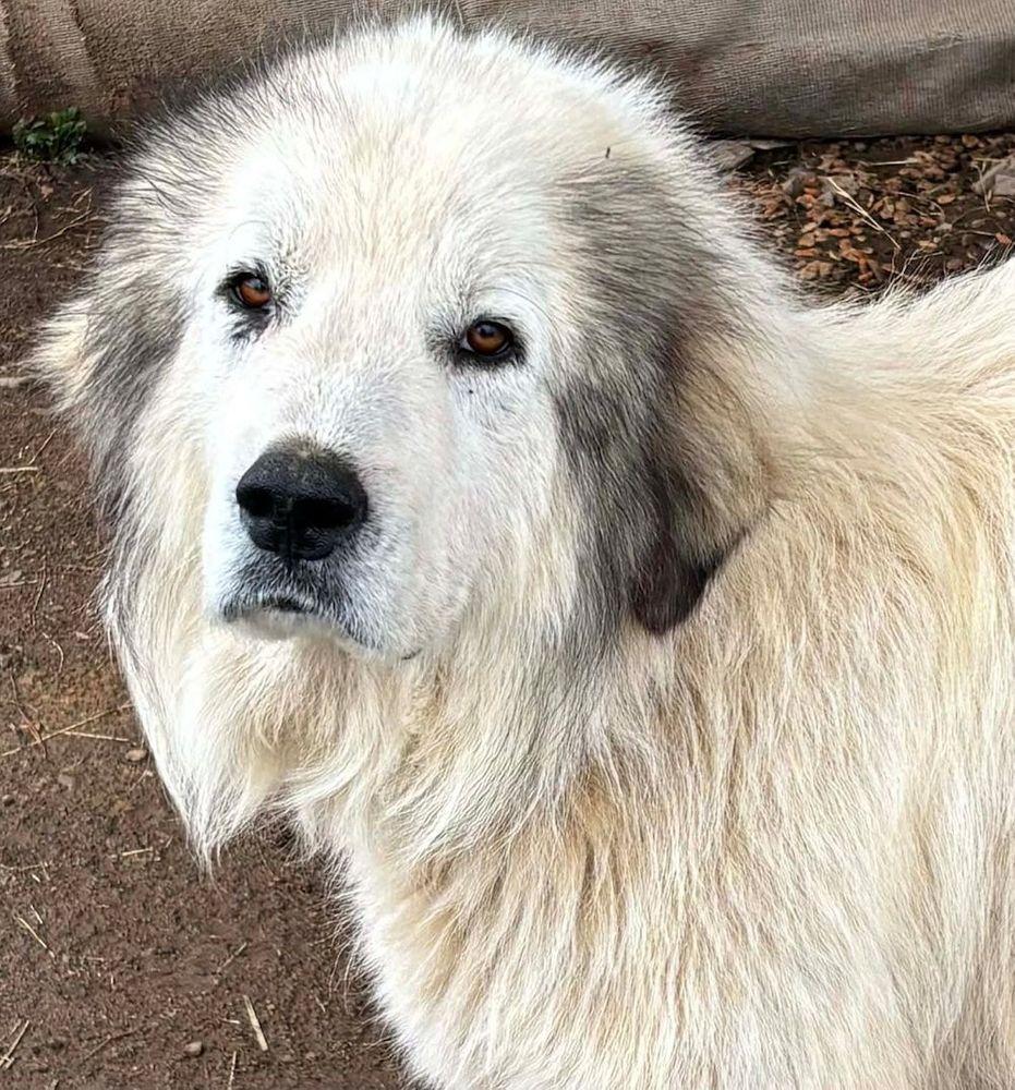 Enlarge Arthur, a Adoptable Great Pyrenees in Larkspur, CO image 2/2