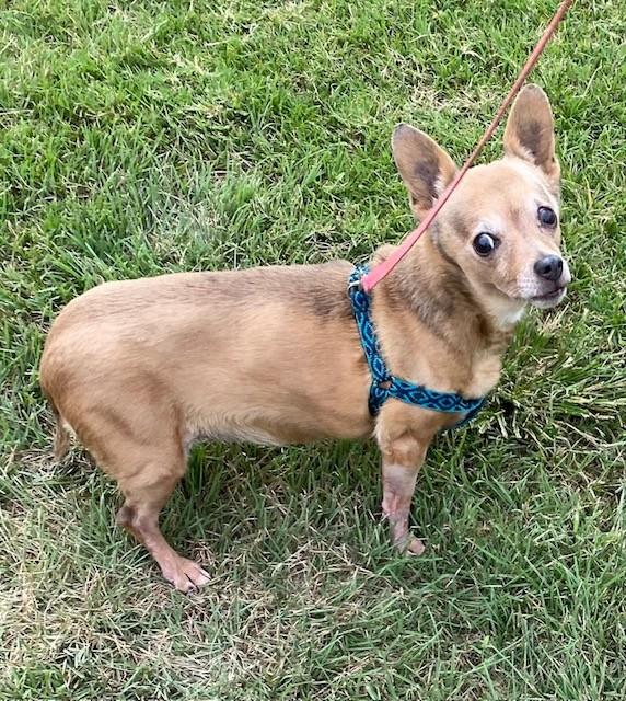 Bella, adopted, Senior Female Chiweenie.