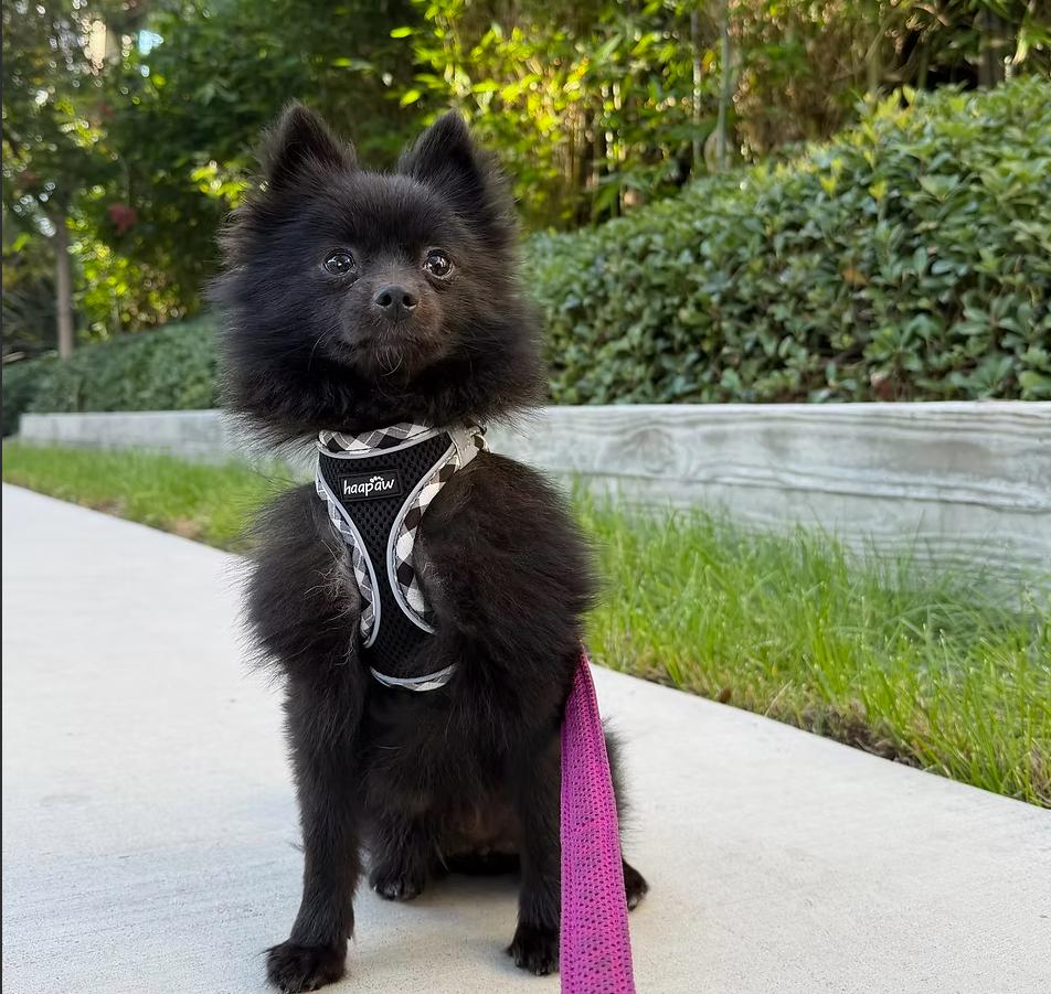 Outlaw, ADOPTABLE, Young Male Pomeranian.