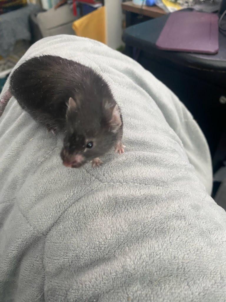 Buster, Adoptable, Baby Male Mouse.