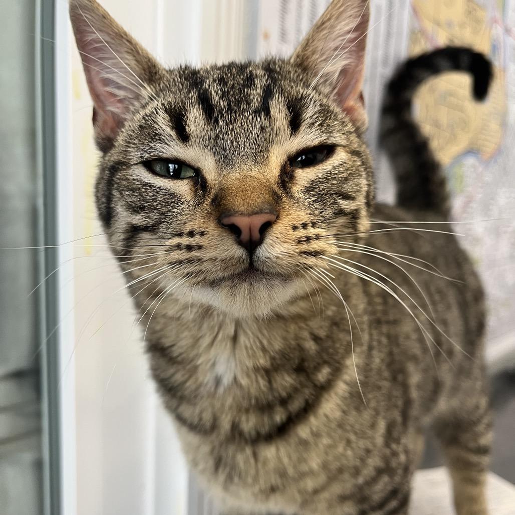 Enlarge Red Parrot, a Adoptable Domestic Short Hair in Mankato, MN image 1/4